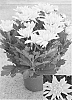 Chrysanthemum%20x%20morifolium%20%27Yellow%20Yodurango%27