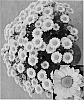 Chrysanthemum%20x%20morifolium%20%27Synyel%20Lucien%27
