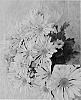 Chrysanthemum%20x%20morifolium%20%27Syngold%20Emporia%27