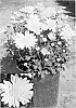 Chrysanthemum%20x%20morifolium%20%27Synberna%20Yel%27