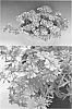 Verbena%20x%20hybrida%20%27Suntapikopin%27
