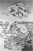 Verbena%20x%20hybrida%20%27Suntapikopin%27