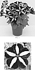 Petunia%20x%20hybrida%20%27Balpephan%27