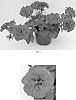Petunia%20x%20hybrida%20%27Kirimaji%20Double%20Red%27
