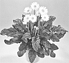 Gerbera%20hybrida%20%27Garsylvana%27