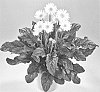 Gerbera%20hybrida%20%27Garsylvana%27