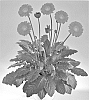 Gerbera%20hybrida%20%27Garrachel%27