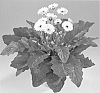 Gerbera%20hybrida%20%27Garnikki%27