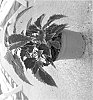Solenostemon%20scutellarioides%20%27Mos%20Lavred%27