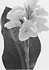 Canna%20x%20generalis%20%27CHOCOLATE%20SUNRISE%27