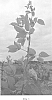 Rubus%20subgenus%20Rubus%20Watson%20%27APF-45%27