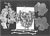 Vitis%20vinifera%20%27ARRAFOURTEENONE%27