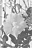 Hibiscus%20rosa-sinensis%20%27DUP-SFFM%27
