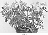 Geranium%20hybrid%20%27Midnight%20Blues%27