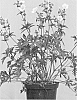 Geranium%20hybrid%20%27Midnight%20Clouds%27