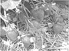 Variety%20of%20strawberry%20plant%20named%20%27MALWINA%27
