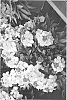 Erysimum%20hybrida%20%27Inneryrysistar%27