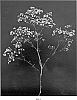 Gypsophila%20paniculata%20L.%20%27Pearl%20Blossom%27