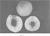 Prunus%20persica%20%27White%20Diamond%27