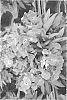 Erysimum%20hybrida%20%27Innerywinorch%27