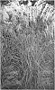 Miscanthus%20sinensis%20%27Huron%20Star%27
