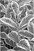 Weigela%20x%20hybrida%20%27WF-2009%27