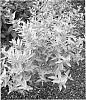 Caryopteris%20x%20clandonensis%20%27LISSILV%27