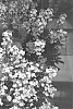 Erysimum%20hybrida%20%27Inneryrysimoon%27