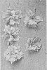 Hibiscus%20rosa-sinensis%20%27DUP-QUD%27