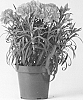 Dianthus%20caryophyllus%20%27CFPC%20Mahalo%27