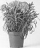 Dianthus%20caryophyllus%20%27CFPC%20Mahalo%27