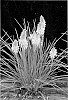 Kniphofia%20spp.%20%27Creamsicle%27