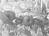 Prunus%20persica%20var.%20nucipersica%20%27ASFNBF0688%27
