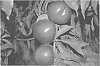 Prunus%20persica%20var.%20nucipersica%20%27NECTAVANTOP%27