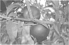 Prunus%20persica%20var.%20nucipersica%20%27NECTABANG%27