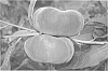 Prunus%20persica%20%27ASFPBF0798%27