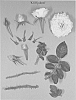 Rosa%20hybrida%20%27KORjuknei%27