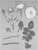 Rosa%20hybrida%20%27KORjuknei%27