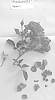 Rosa%20hybrid%20%27Poulcas031%27