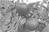 Prunus%20persica%20var.%20nucipersica%20%27NECTARFLORA%27