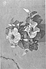Hibiscus%20rosa-sinensis%20%27DUP-SWMP%27