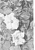 Hibiscus%20rosa-sinensis%20%27DUP-CNRY%27