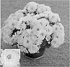 Chrysanthemum%20x%20morifolium%20%27Syngigi%20Yel%27