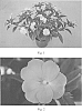 Impatiens%20x%20hybrida%20%28I.%20hawkeri%29%20%27SAKIMP021%27