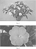 Impatiens%20x%20hybrida%20%28I.%20hawkeri%29%20%27SAKIMP021%27