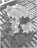 Begonia%20elatior%20%27Have02%27