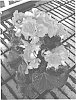 Begonia%20elatior%20%27Have02%27