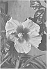 Hibiscus%20rosa-sinensis%20%27DUP-MNLS%27