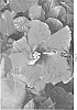 Hibiscus%20rosa-sinensis%20%27DUP-RPL%27