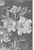 Hibiscus%20rosa-sinensis%20%27DUP-GLDN%27